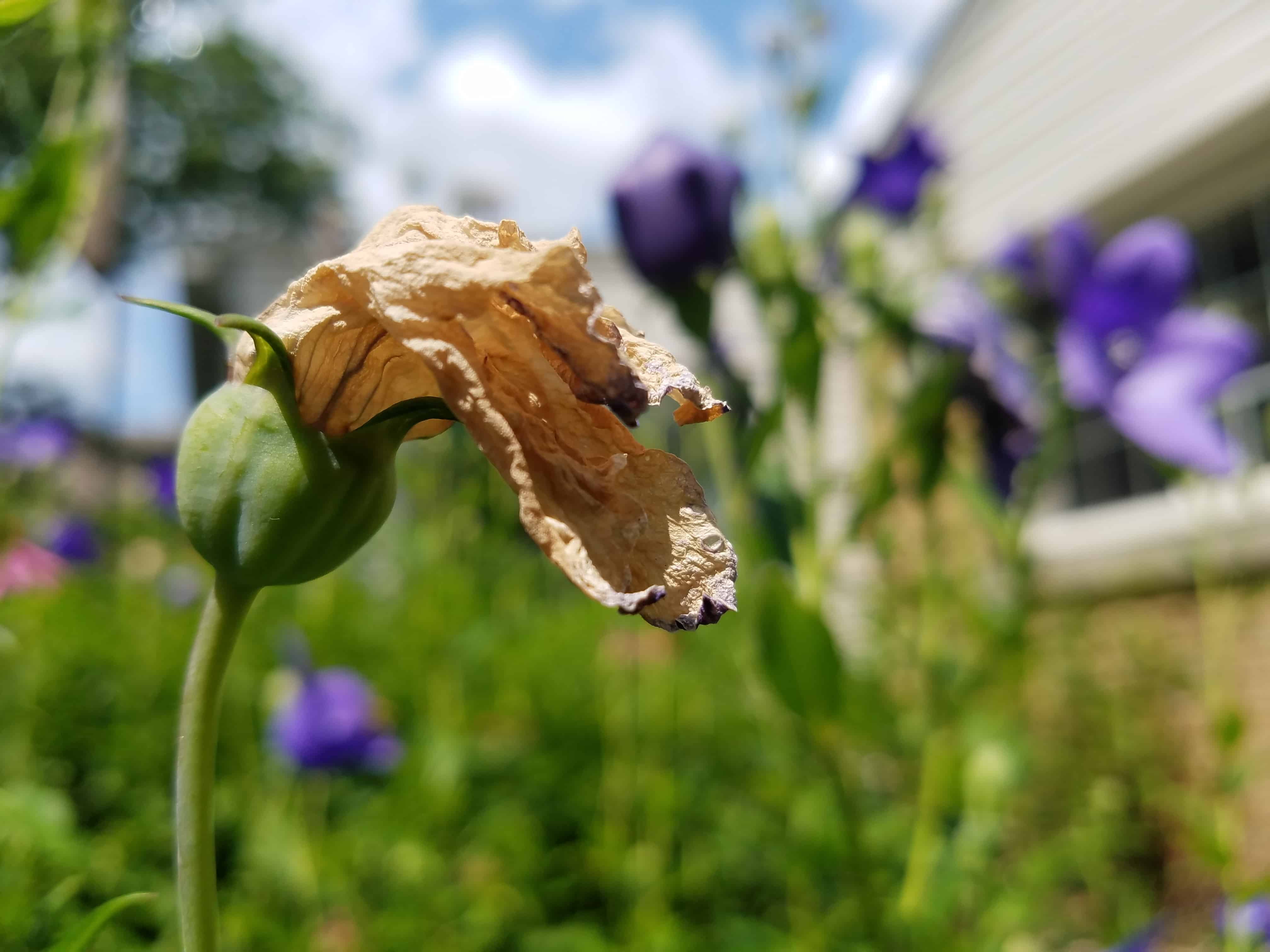 The Art of Deadheading Sweeney's Custom Landscaping Inc